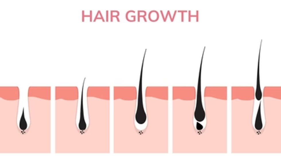 Hair Growth Cycle | Stages of Hair Growth